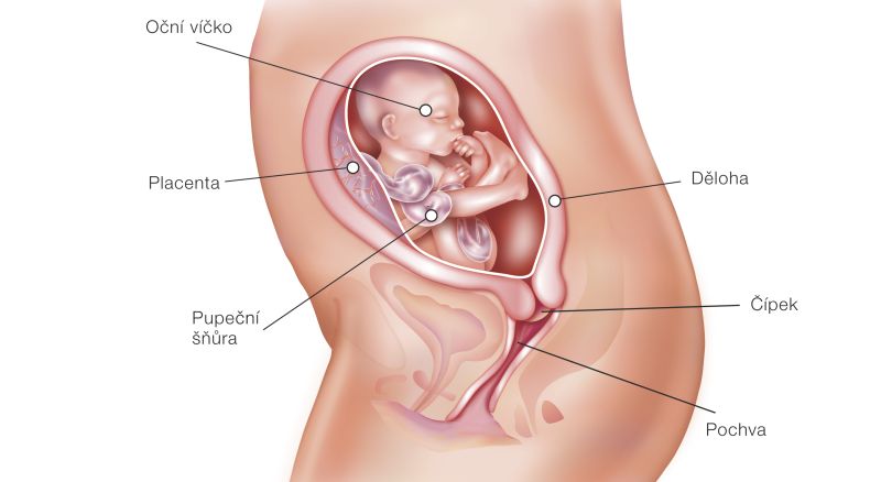 Fotografie (21. týždeň tehotenstva: Vývoj plodu a tehotenské zmeny)